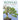 Boek-Bonsai-tweedehands