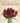 Boek-Floralia-tweedehands