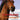 Paard en pony  -  Paarden & pony's lichaamstaalgids