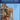Boek-Anatomische Atlas Prometheus eendelige editie-tweedehands