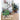 Boek-Wonder Plants-tweedehands