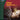 Boek-Nva Global Health 101 3e W/ Nav Ad-tweedehands