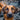 Boek-Honden beter begrijpen-tweedehands