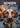 Boek-Honden beter begrijpen-tweedehands