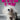 Boek-Wat is er aan de hond ?-tweedehands