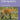 Boek-Diersporen-tweedehands