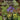 Boek-Geneeskrachtige kruiden en planten-tweedehands