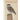 Boek-Roofvogels en uilen-tweedehands