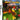 DS-Crazy Chicken Carnival Tweedehands