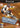 Gamecube-Evolution Skateboarding Tweedehands