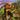 Playstation 2-EverGrace Tweedehands