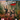 Playstation 4-Jagged Alliance: Rage! (Geseald)