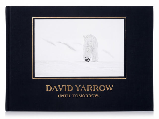 Until Tomorrow, David Yarrow, boekomslag voorkant met ijsbeerfoto, tweedehands