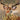 Xbox 360-Cabela's Trophy Bucks Tweedehands