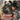 Xbox Classic-Dynasty Warriors 5 Tweedehands
