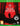 Xbox One-Blair Witch Tweedehands