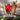 Xbox One-Don Bradman Cricket 17 Tweedehands