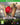 Xbox One-Don Bradman Cricket 17 Tweedehands