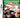 DS-Jigapix: Wild World Tweedehands