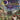 Gamecube-Odama Tweedehands