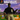 Playstation 1-Frank Thomas Big Hurt Baseball Tweedehands