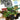 Wii-Sprint Cars Tweedehands