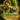 Xbox Classic-Robin Hood: Defender of the Crown Tweedehands